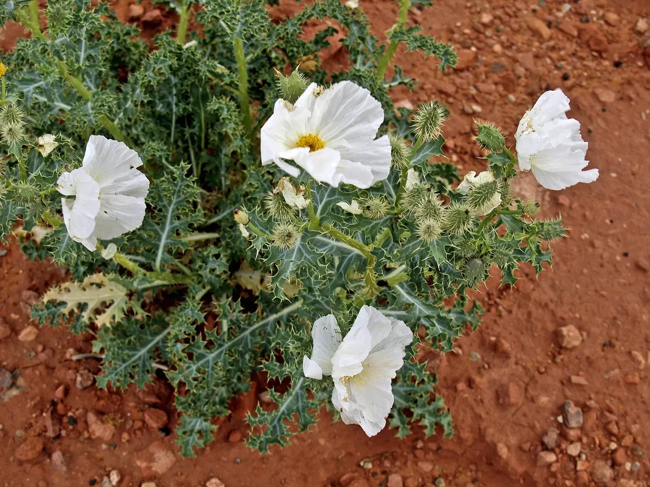 #10. The California Poppy's Desert Cousin (Eschscholzia glyptosperma) (Image Credits: Pixabay)
