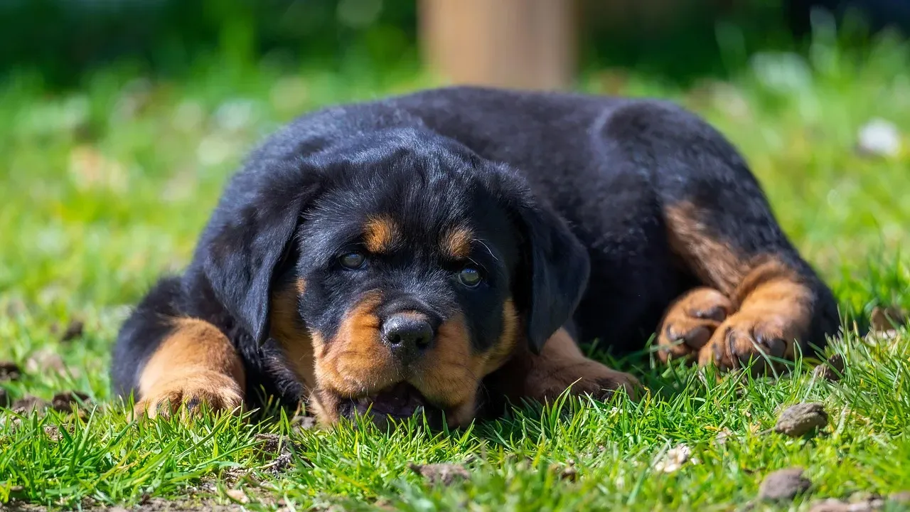 Rottweiler (Image Credits: Pixabay)