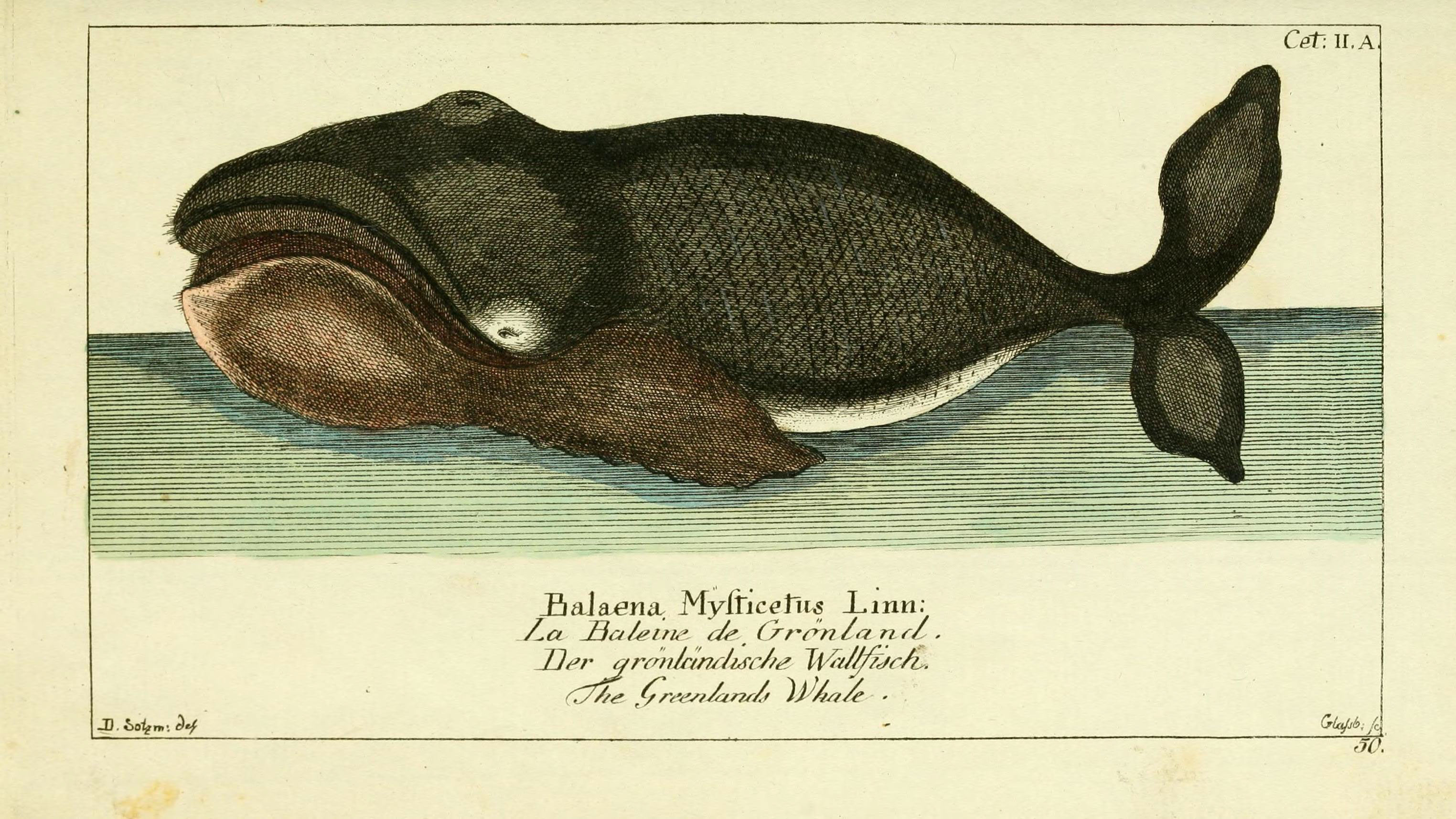 Bowhead Whales: Arctic Giants with Anti-Cancer Superpowers (Image Credits: Wikimedia)
