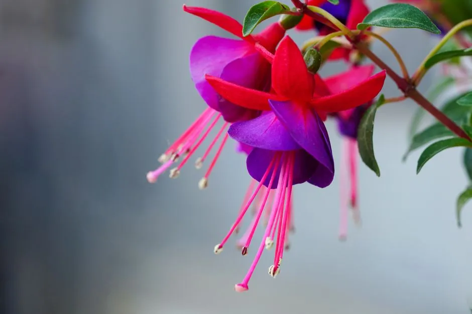 #5 Fuchsia (Image Credits: Pexels)