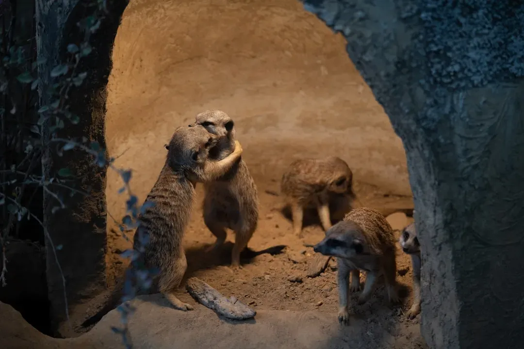 5. Meerkats Teaching Their Young to Handle Scorpions (Image Credits: Unsplash)