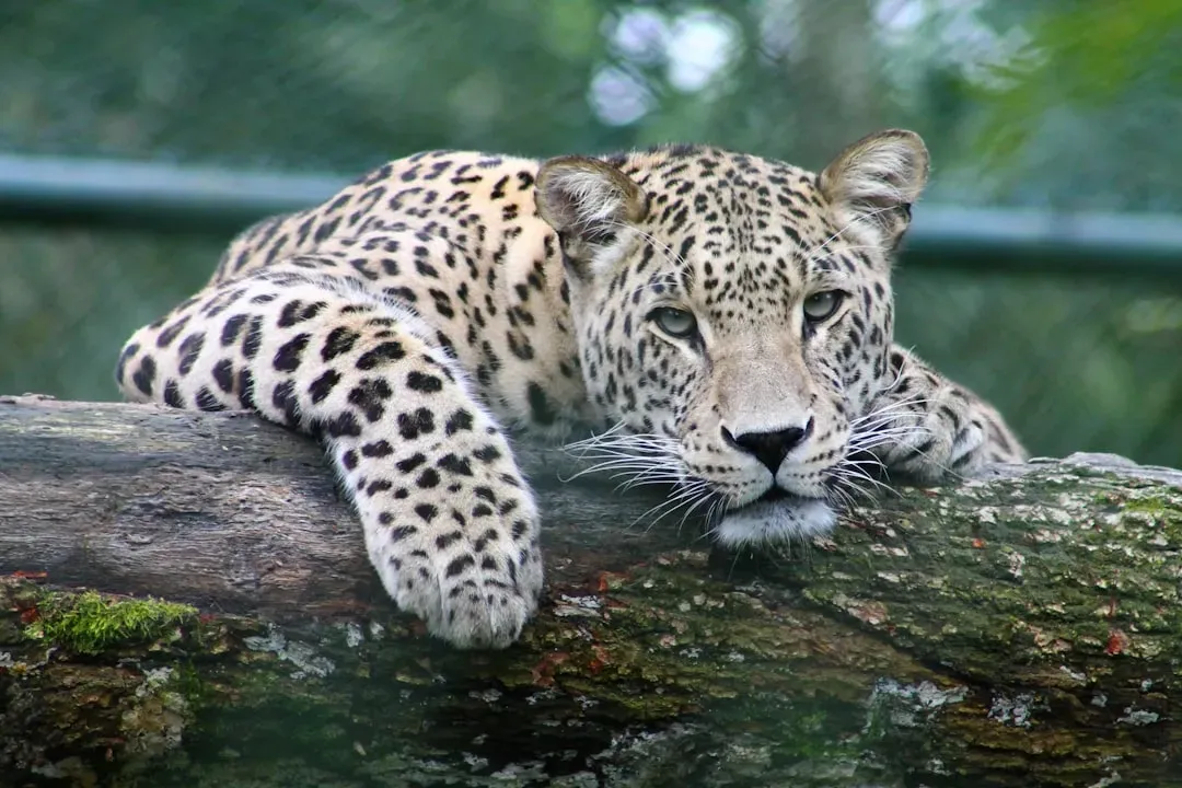 The Threats They All Share: Habitat, Poaching, and Human Expansion (Image Credits: Unsplash)