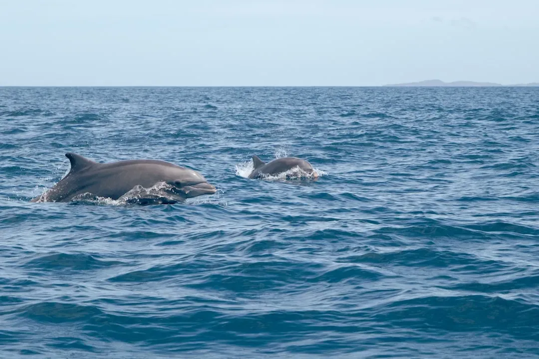 Sperm Whales: Female-Led Nurseries (Image Credits: Unsplash)