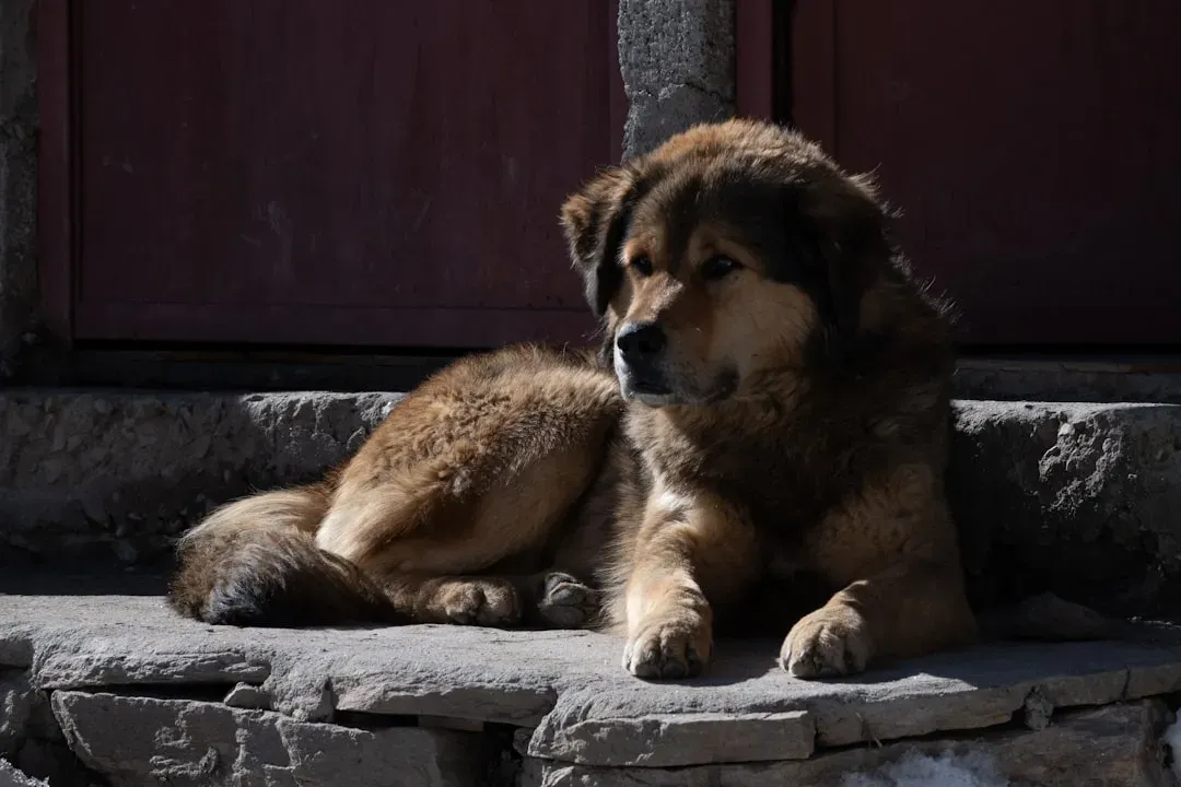 Tibetan Mastiffs: Fortress Guardians of the Himalayas (Image Credits: Unsplash)