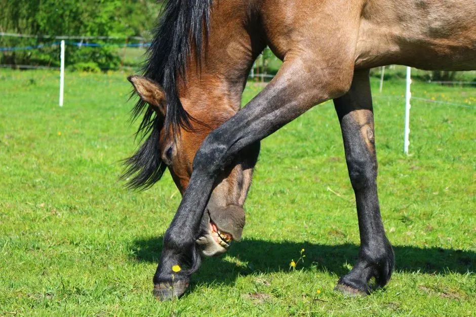 #11  Pawing Gets Corrected When It Should Get Noted (Image Credits: Pexels)