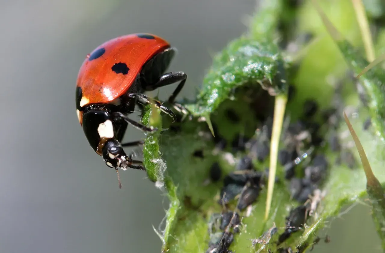 3. They Consume a Lot of Pests (Image Credits: Pixabay)