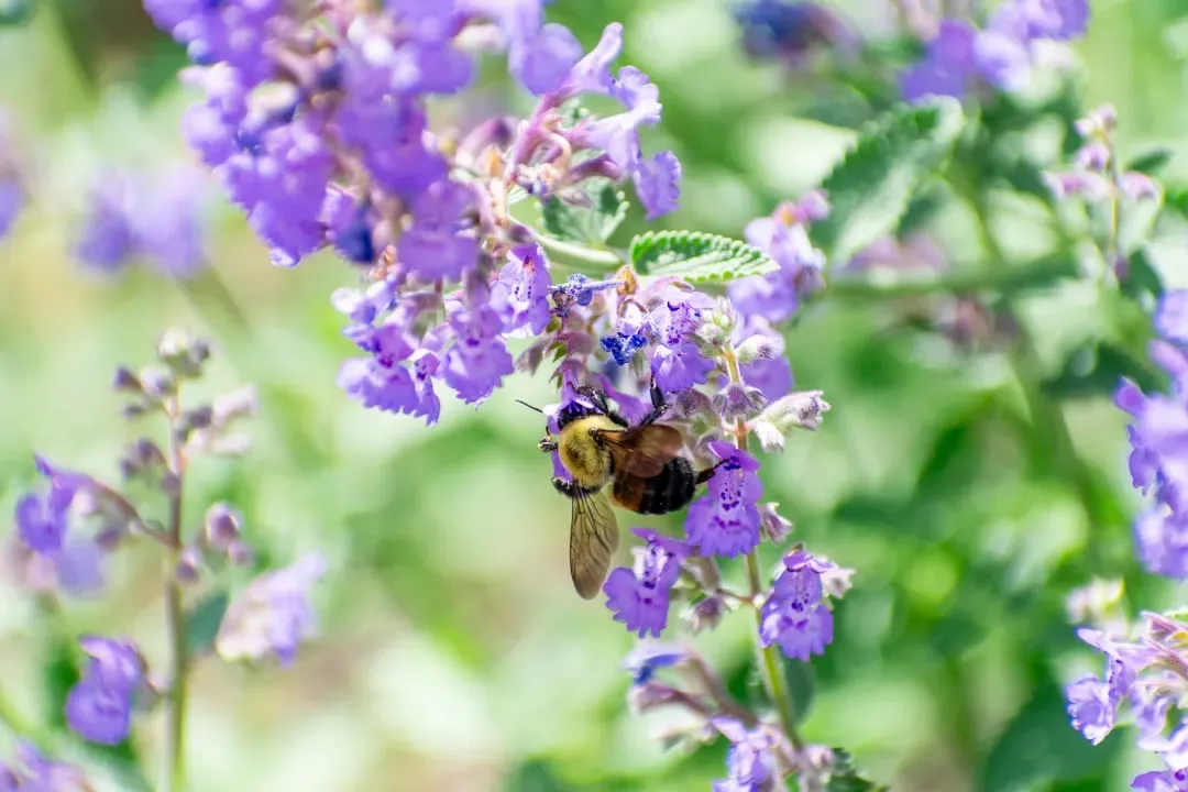 5. Catmint (Nepeta): A Magnet for Bees, Not Bunnies (Image Credits: Unsplash)