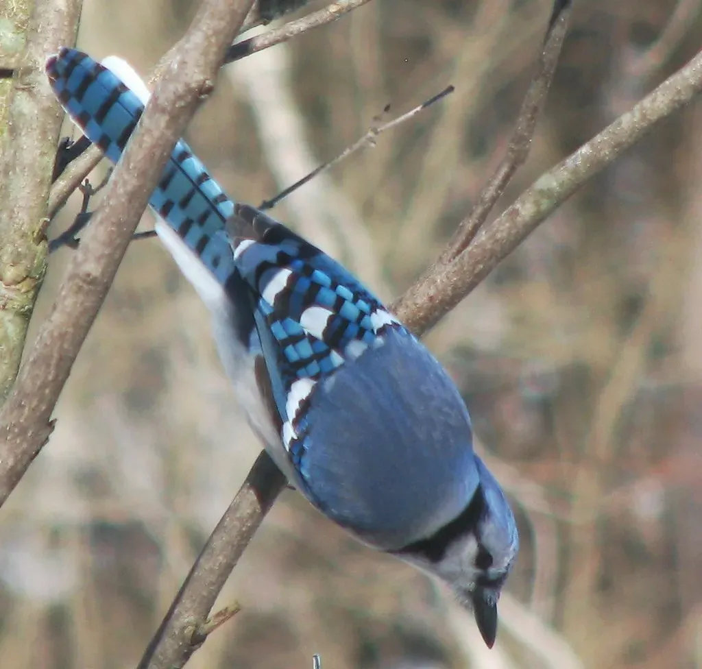 Blue Jay (James St. John, Flickr, CC BY 2.0)