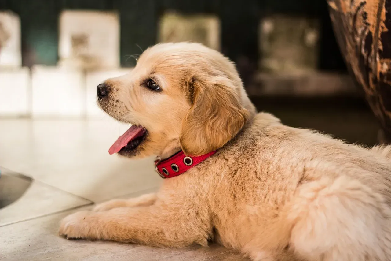 Golden Retriever (Image Credits: Pixabay)