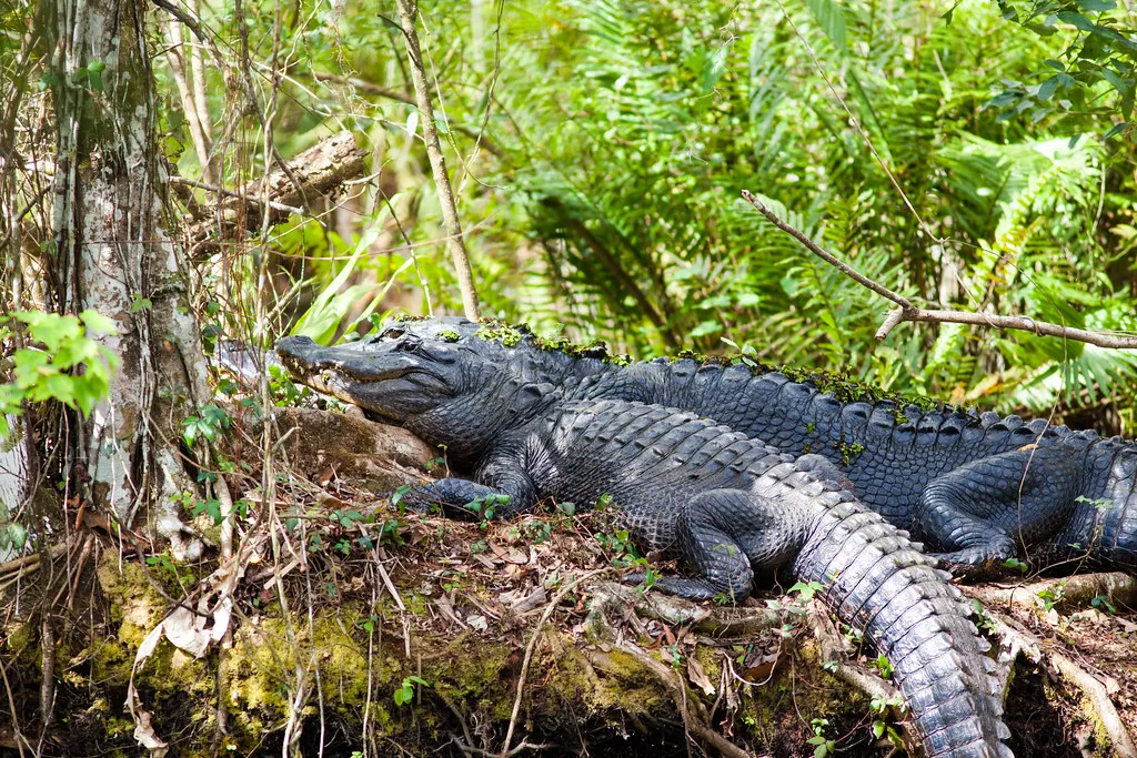 #6 Mississippi – Quiet Wetlands With Plenty of Gators (cricketsblog, Flickr, CC BY 2.0)