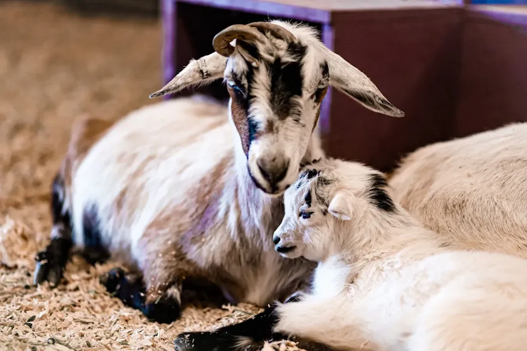 10. Sheep Mothers Develop a Secret Language Only for Their Lambs (Image Credits: Unsplash)