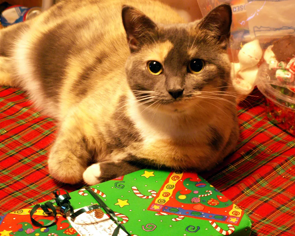 4. Bringing You “Gifts” Or Redirecting Their Hunting Energy (Sister72, Flickr, CC BY 2.0)