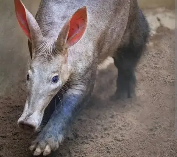 5. Aardvarks: Seed Dispersers and Termite Controllers (By Bonolo Nikita Rankaga, CC0)