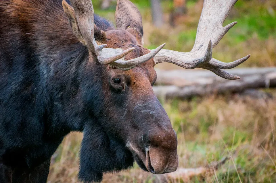 Wild Animals Are Not as 'Fierce' as We Imagine Either (Image Credits: Stocksnap)