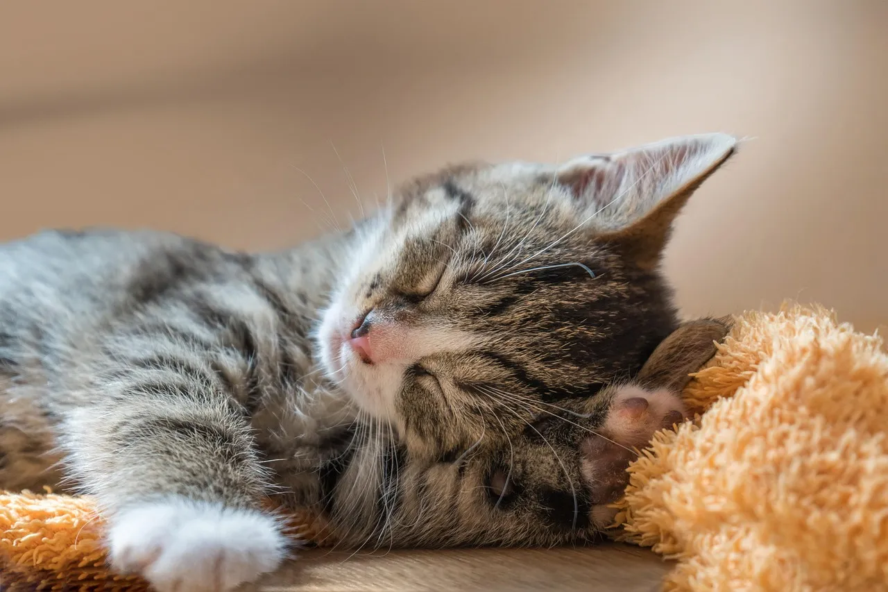 #8 - They Use Tiny, Soft Signals to Get Your Attention (And Only Yours) (Image Credits: Pixabay)