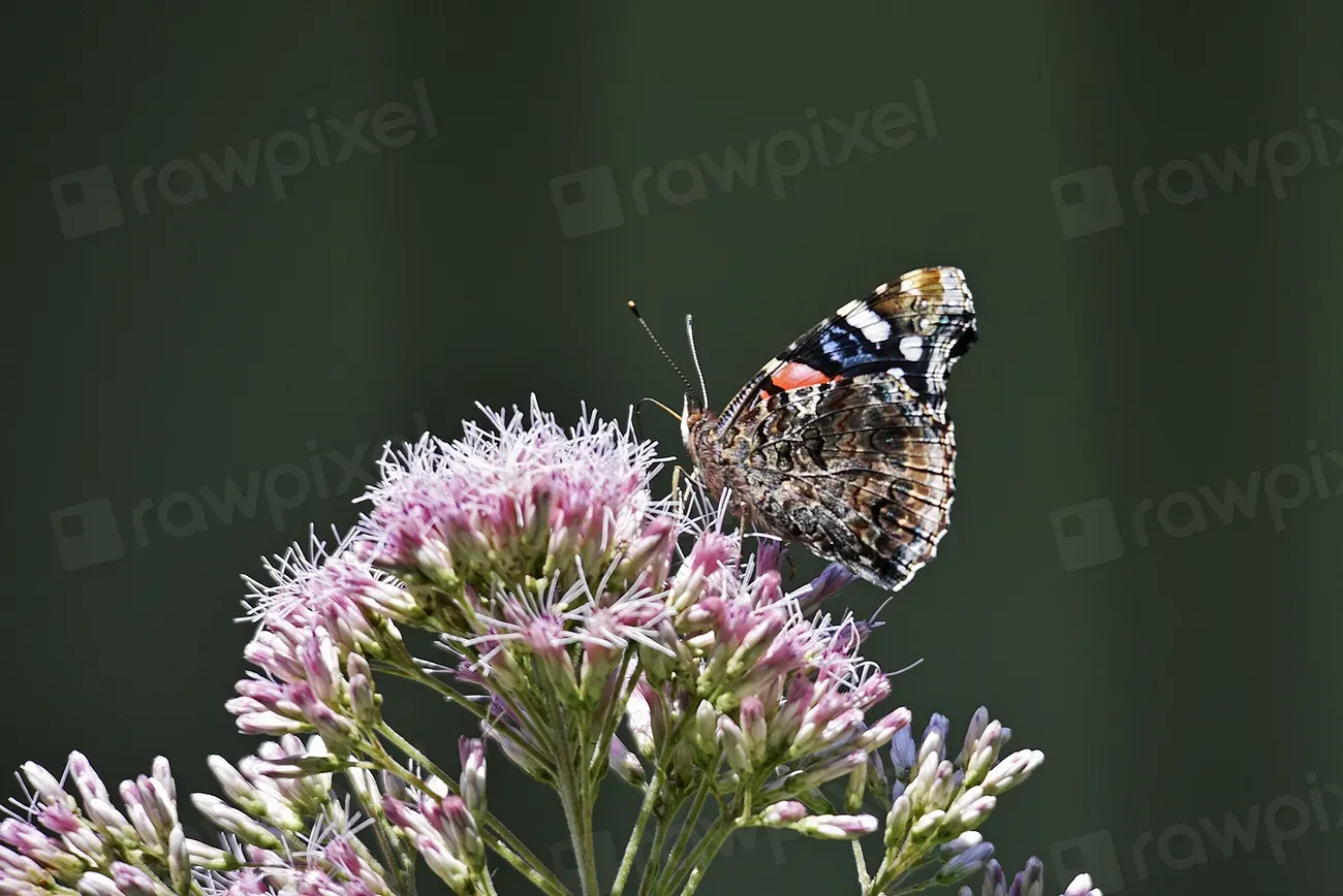 #9 Joe-Pye Weed (Eutrochium spp.) (Image Credits: Rawpixel)