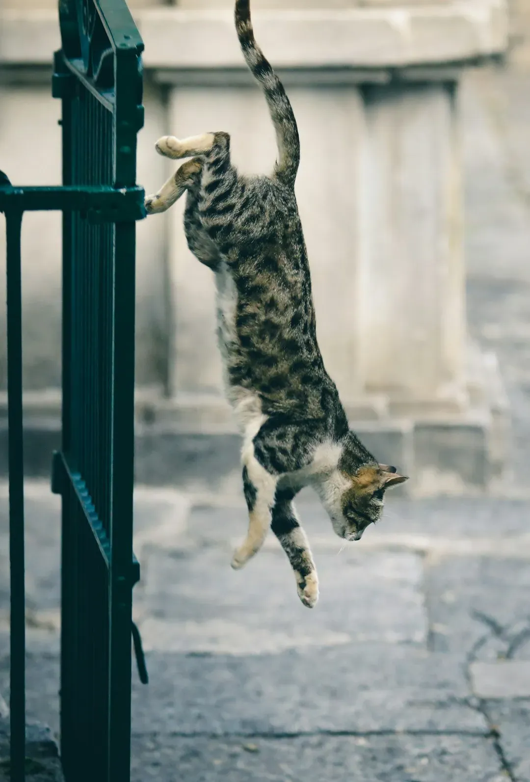 Chausie: The Wild Adventurer (Image Credits: Unsplash)