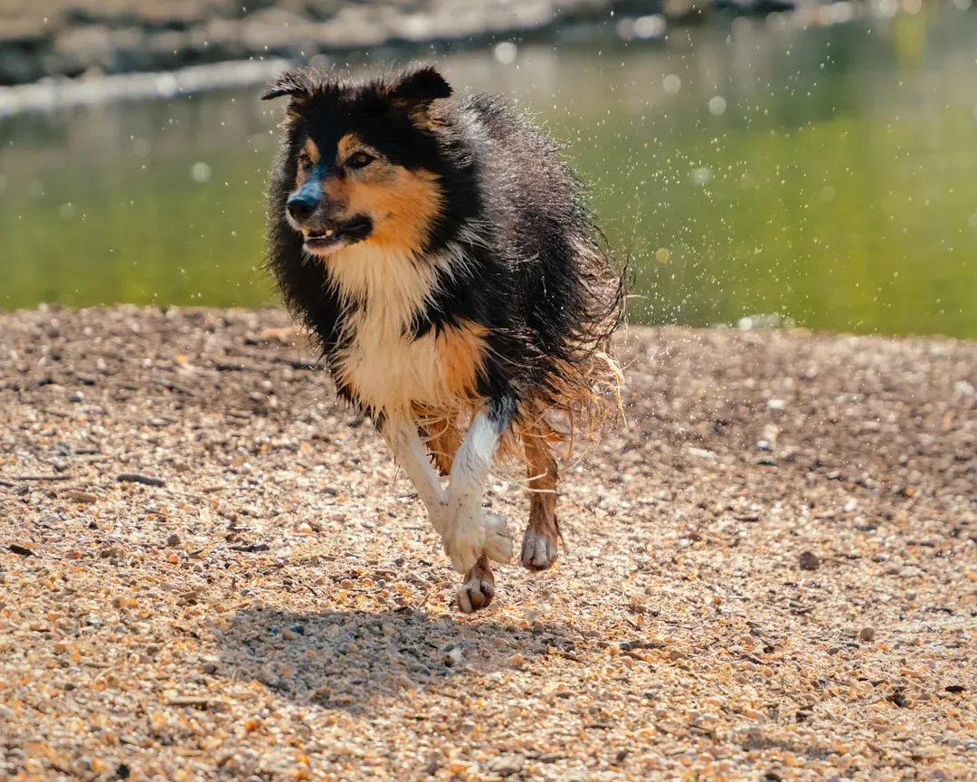11. Border Collie: The Canine Athlete (Image Credits: Unsplash)