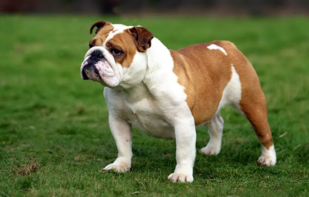 #2 Taurus: English Bulldog (By Ultimoribelle, CC BY-SA 4.0)