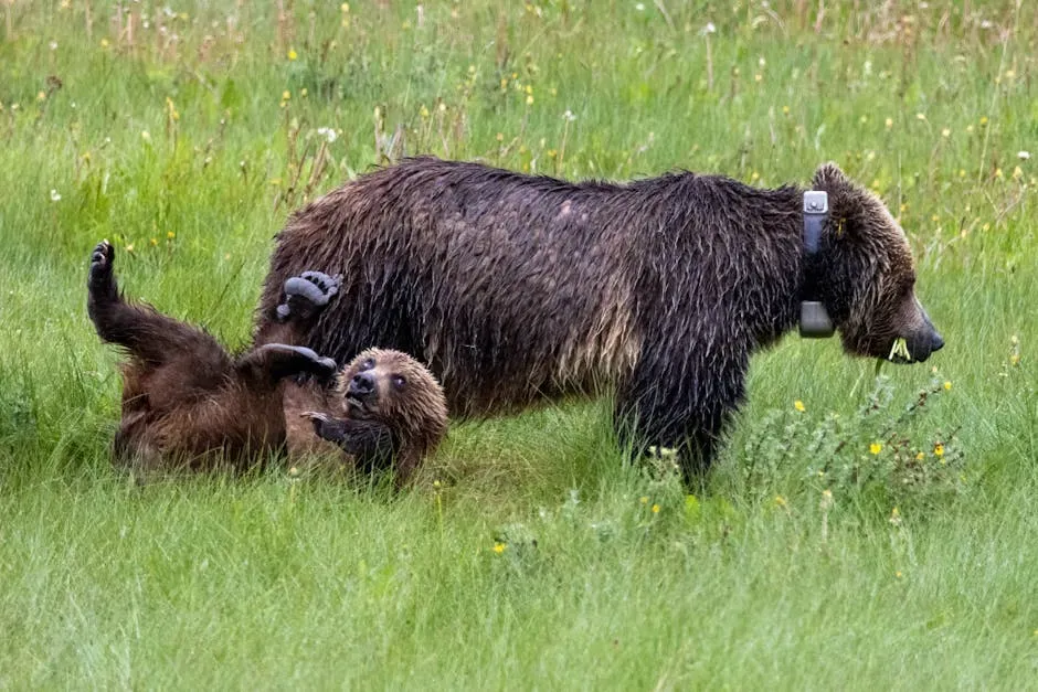 Read the Signs - Learn What Bear Activity Looks Like (Image Credits: Pexels)