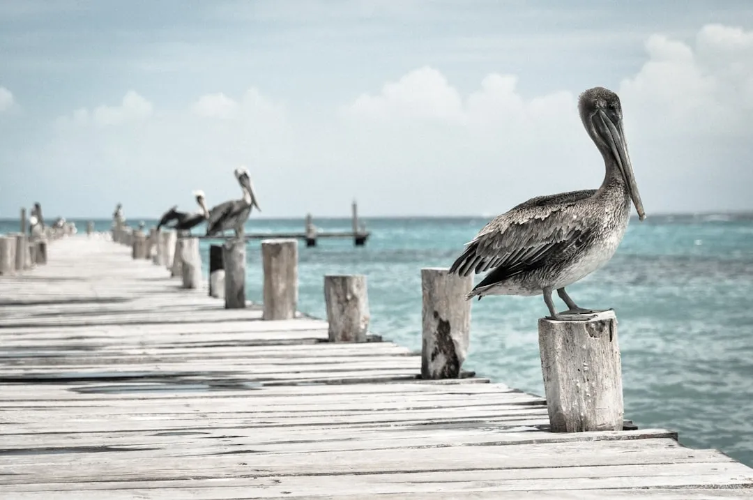 The Significance of Pelican Gatherings (Image Credits: Unsplash)