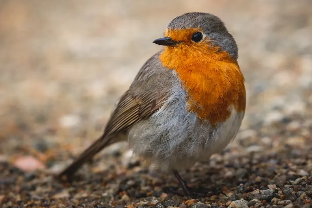 Robins as Harbingers of Spring and Renewal (Image Credits: Unsplash)