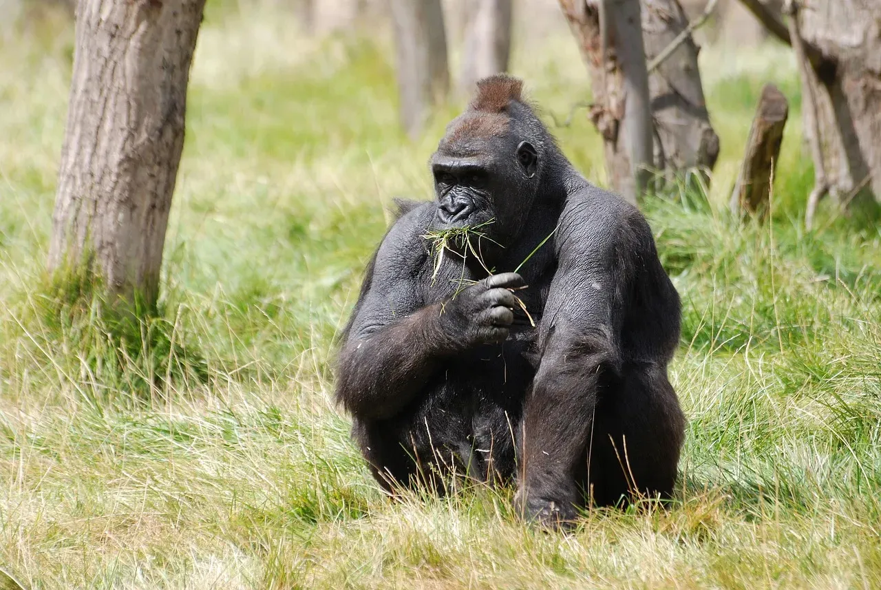 Mountain Gorillas: Rising Numbers in the Mist (Image Credits: Pixabay)