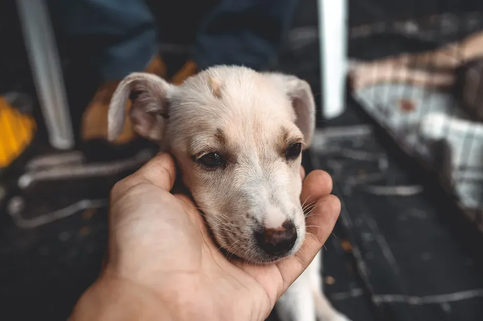 12 – Sammie: Forty Dogs, One Tiny Apartment, and the Long Road Back to Trust (Image Credits: Pexels)