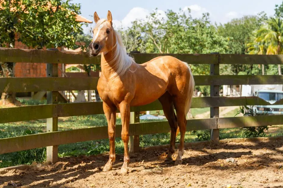 #9 &ndash; American Saddlebred: High Drama in Every Step (Image Credits: Pexels)