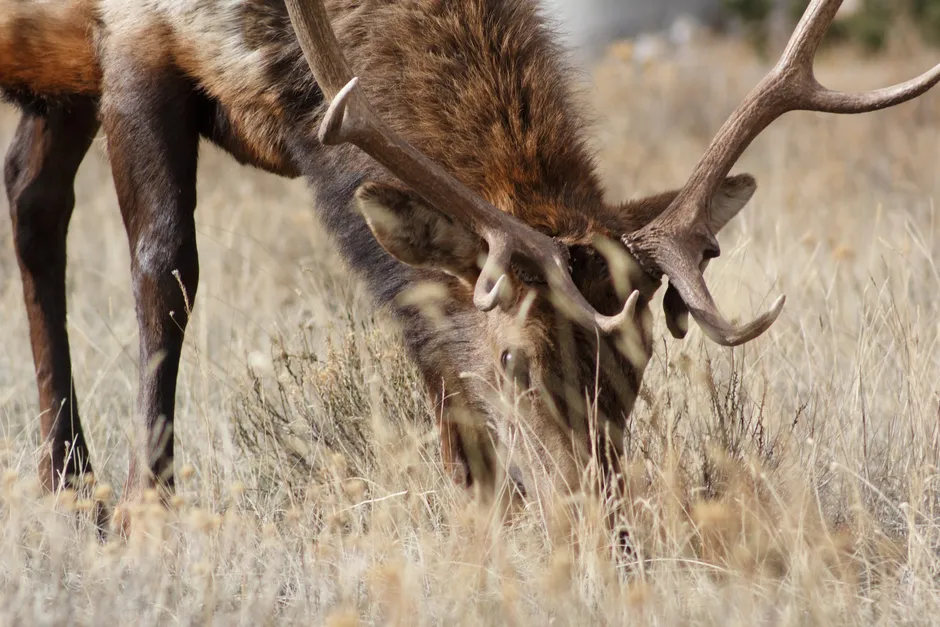 Human Disturbance and Hunting Pressure (Image Credits: Pexels)
