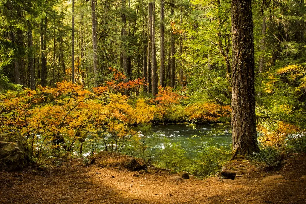 11. Congaree National Park, South Carolina - Ancient Forest, Almost No Visitors (Image Credits: Flickr)