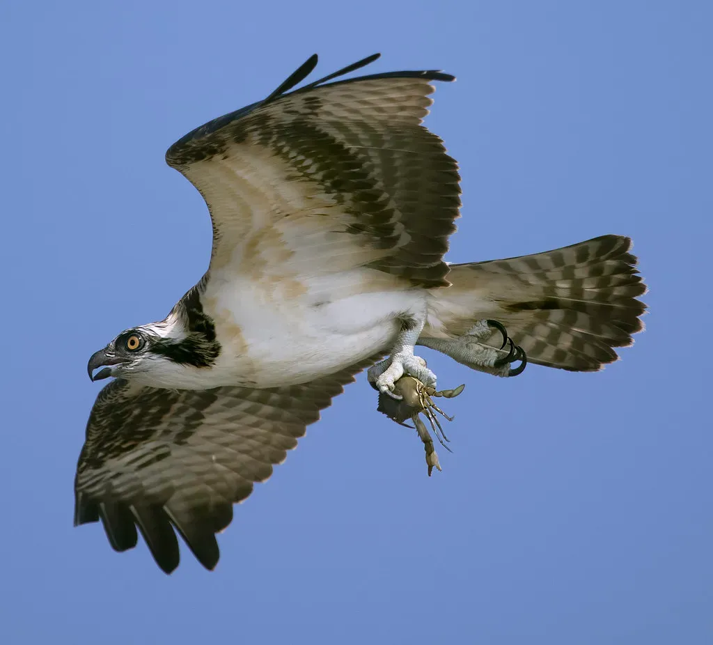 3. Chesapeake Bay, Maryland - An Osprey Photographer's Dream Backyard (watts_photos, Flickr, CC BY 2.0)