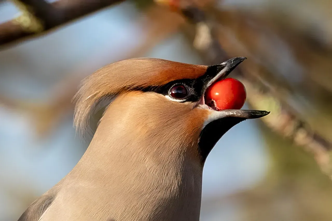 #2: Their Red Wing Tips Are Diet-Derived, Not Just Decorative (Image Credits: Pixabay)