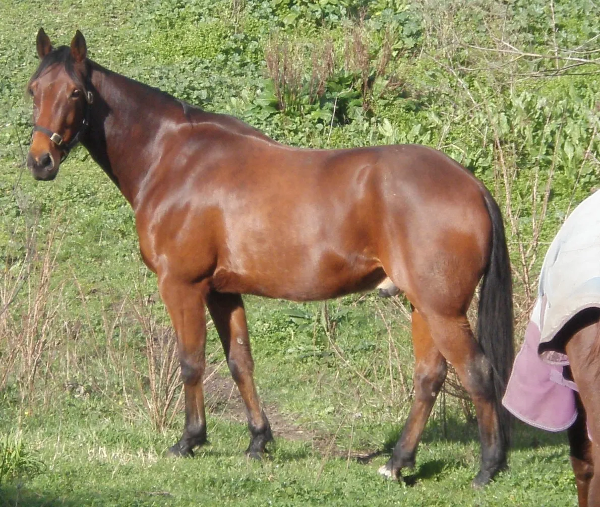 #13 - Standardbreds: The Overlooked Good Guys (With a Few Catches) (By Izzypie Isabella Marks, AU, CC BY 3.0)