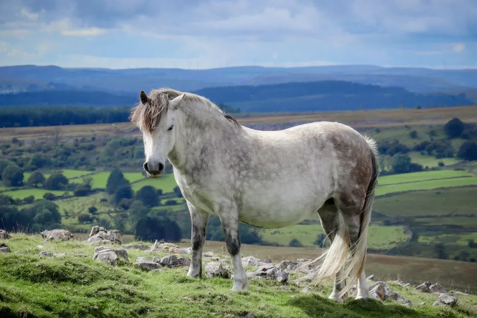 #12 - Welsh Ponies Battle the Same Metabolic Trap as Their Cousins (Image Credits: Pexels)