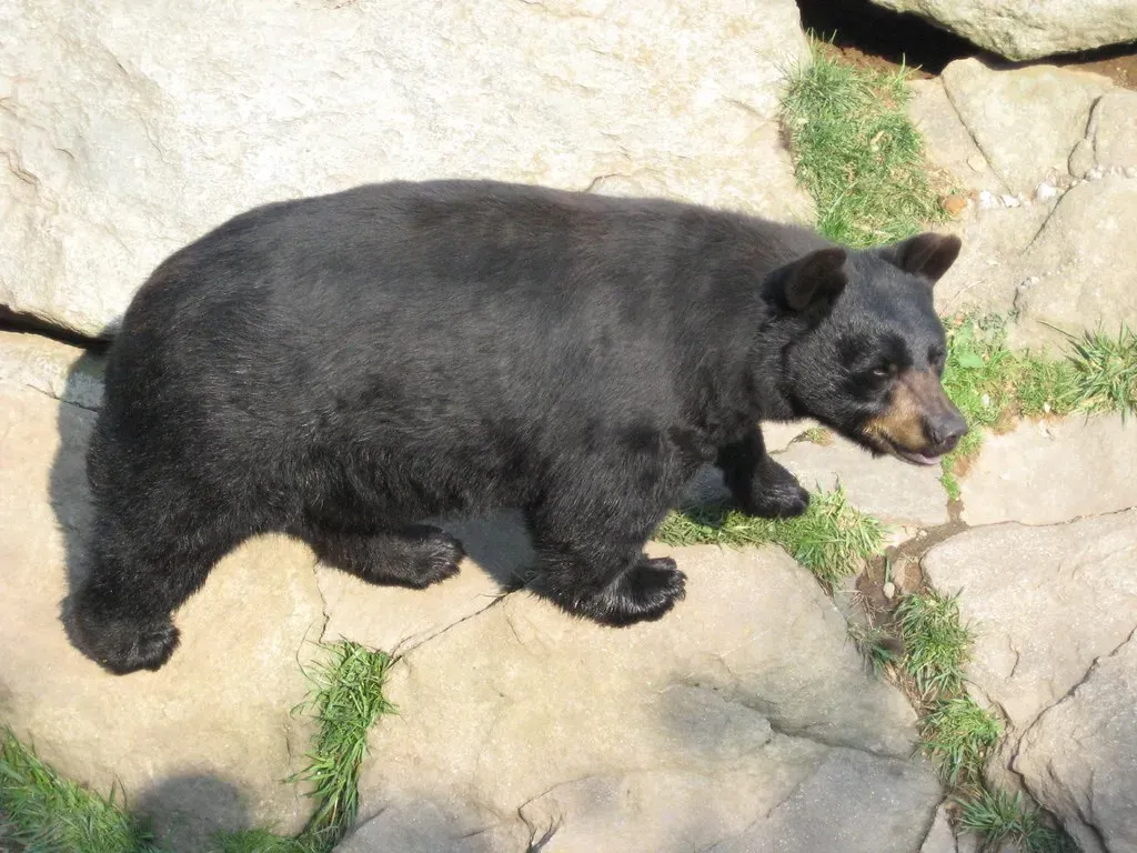 North Carolina: The Densest Bear Population on Earth (Greg Walters, Flickr, CC BY 2.0)