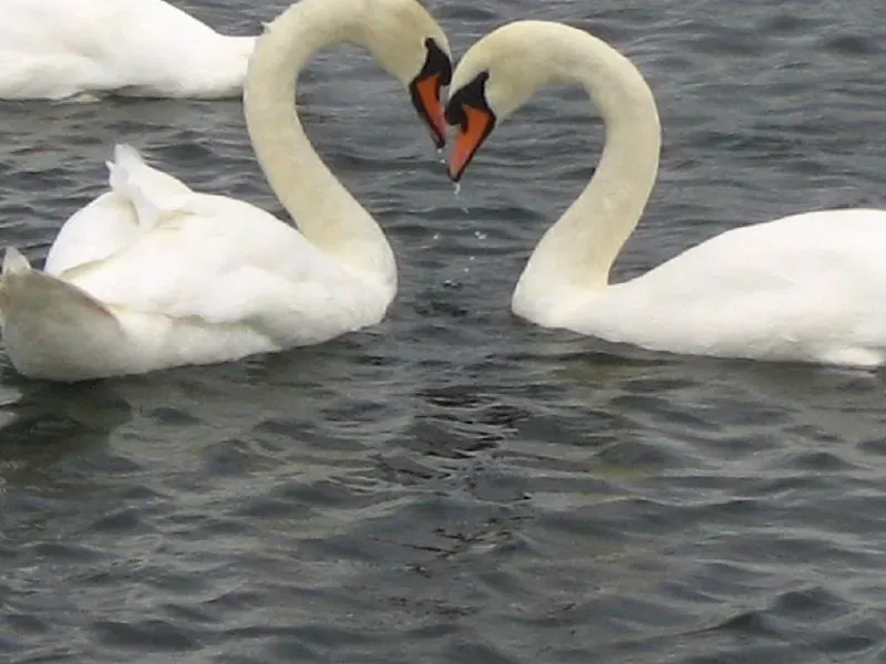 Swan: The Graceful Symbol of Devotion (Image Credits: Flickr)