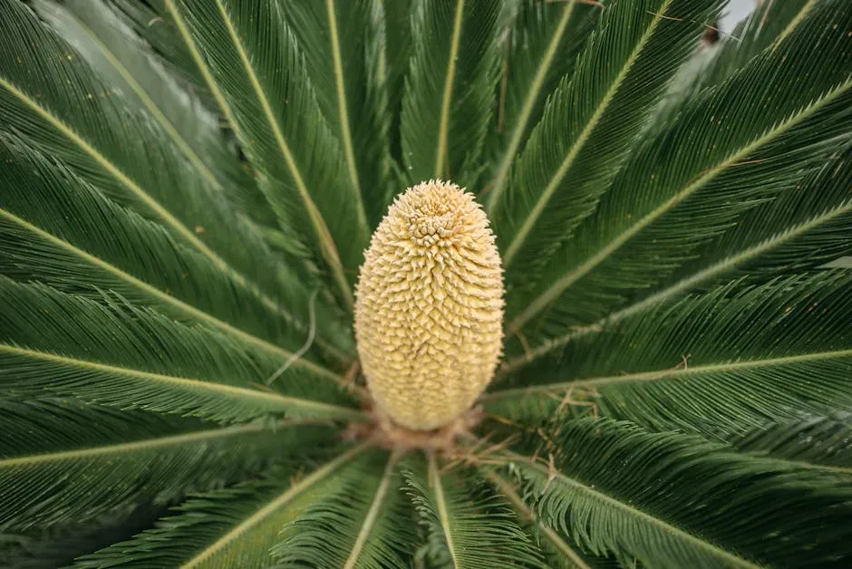 #1. Sago Palm - The Deadliest Ornamental Plant You Probably Don't Recognize (Image Credits: Pexels)