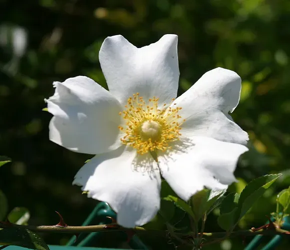Georgia Cherokee Rose: Beauty Born from Sorrow (Image Credits: Flickr)