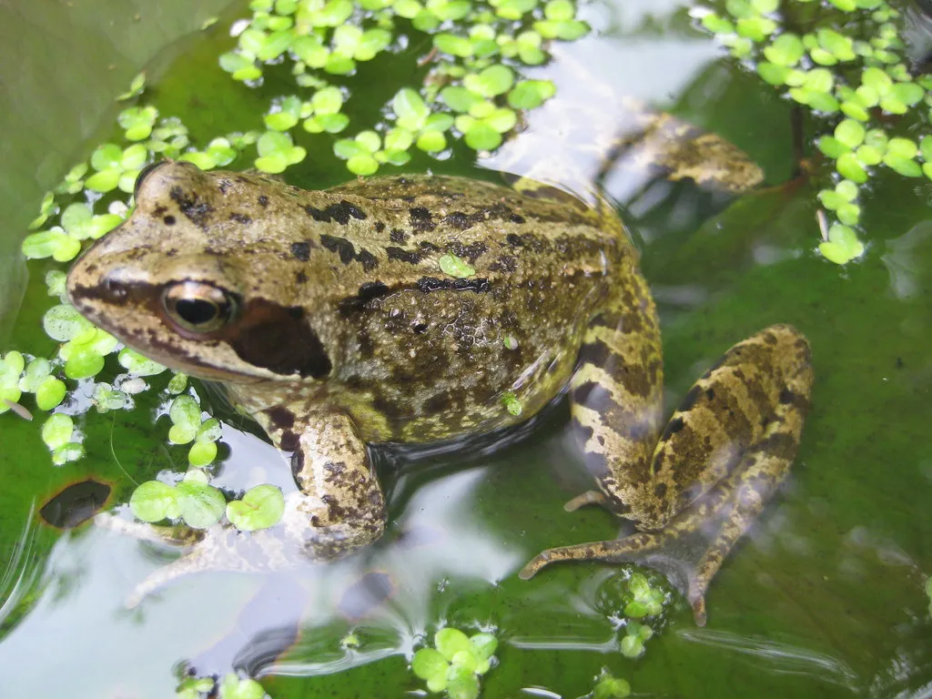 5. Frogs and Toads Claim Quiet Ponds as Breeding Grounds (AndyRobertsMusicIOW, Flickr, CC BY 2.0)