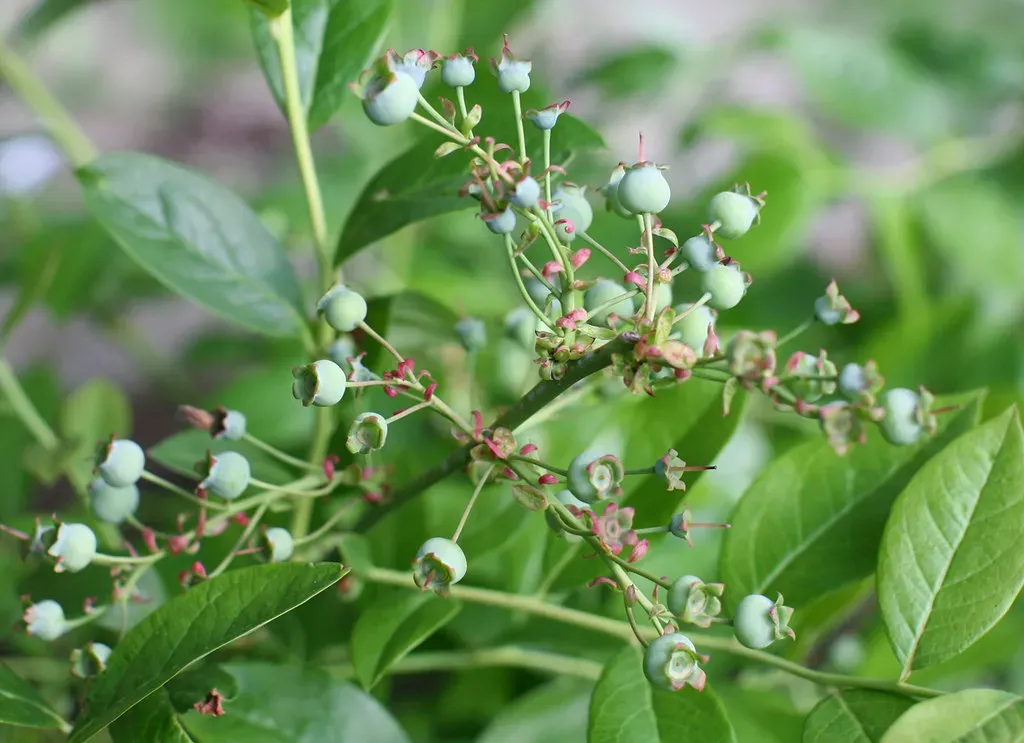 8. Highbush Blueberry (Vaccinium corymbosum) - Dual Purpose Delight (PHOTO/arts Magazine, Flickr, CC BY 2.0)