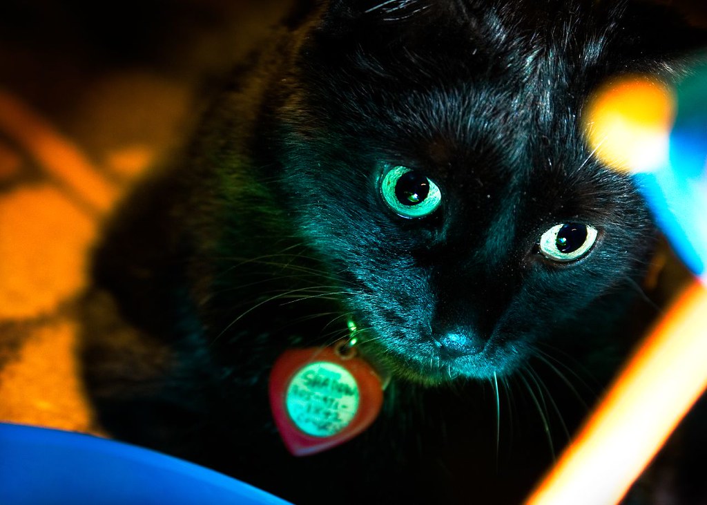 When Animals Become Mirrors of Our Deepest Selves (Image Credits: Flickr)