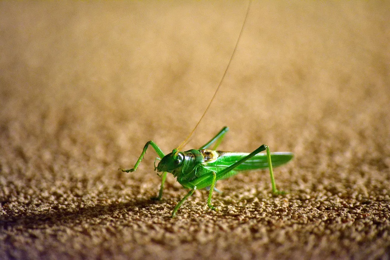 Sagittarius: The Grasshopper (Image Credits: Pixabay)