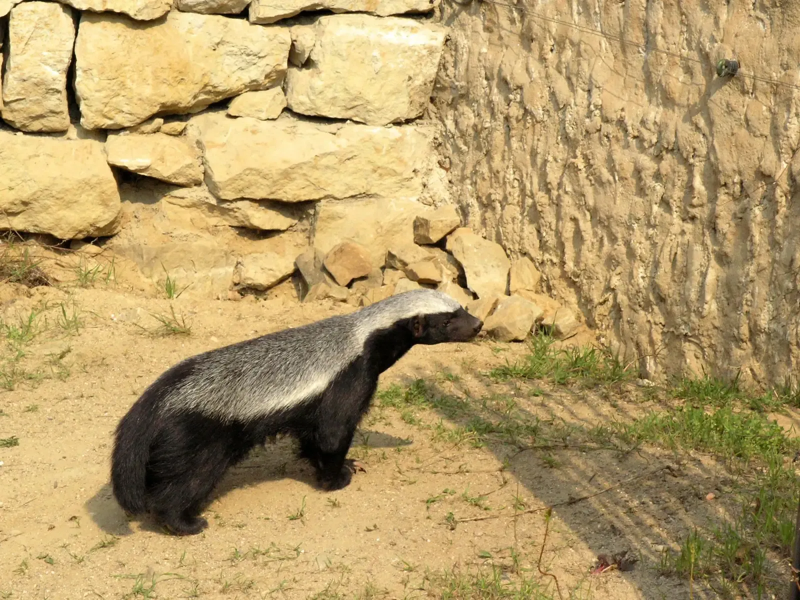 Their Diet Is Absolutely Wild (Image Credits: Wikimedia)