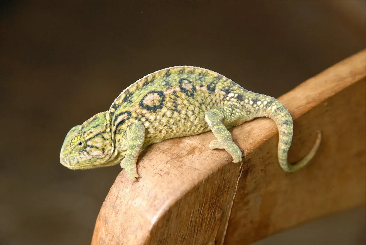 #11: Almost Half of All Chameleon Species Live on a Single Island (Image Credits: Pixabay)
