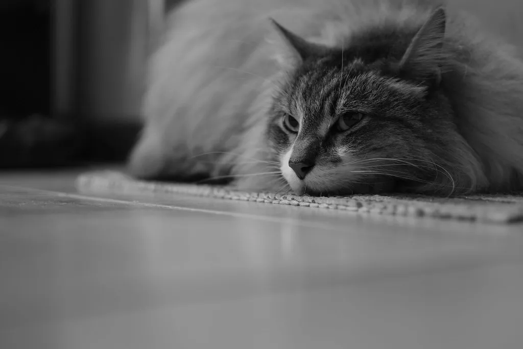 #10 - "Quiet Comfort Matters More Than Constant Attention" (Image Credits: Flickr)