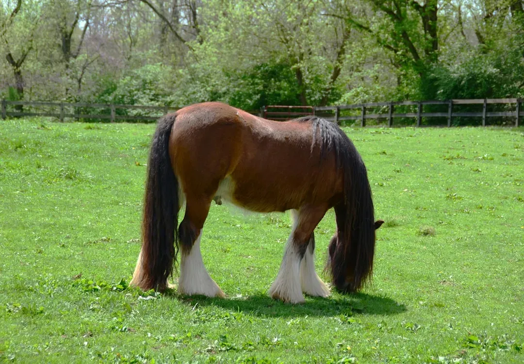 #9 – Clydesdale (Image Credits: Unsplash)