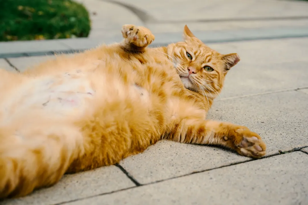 6. Offering Their Belly… And Actually Relaxing (Image Credits: Unsplash)