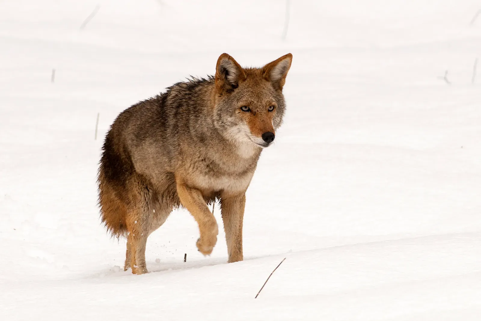 Sagittarius: The Coyote Free and Adventurous (Image Credits: Wikimedia)