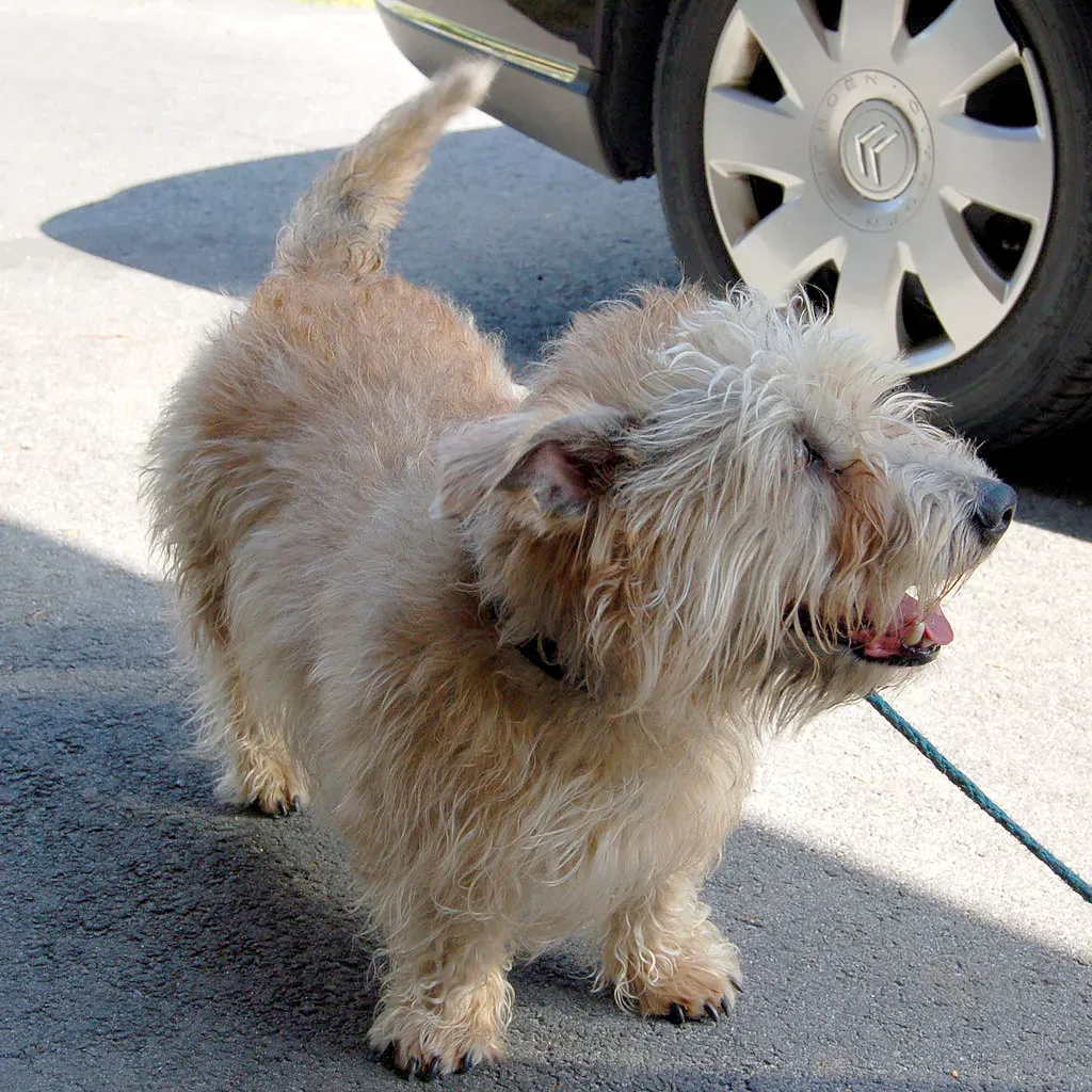 16. Glen of Imaal Terrier - The Underdog Worth Discovering (By photo by Scoo, CC BY-SA 2.5)